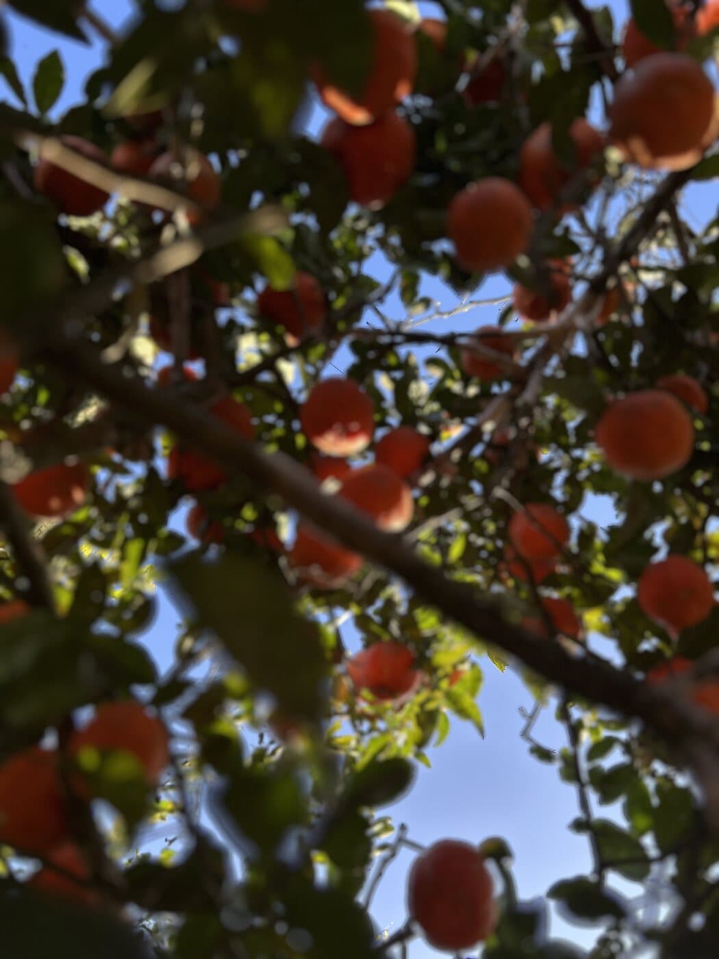 Árvore carregada de frutas no quintal