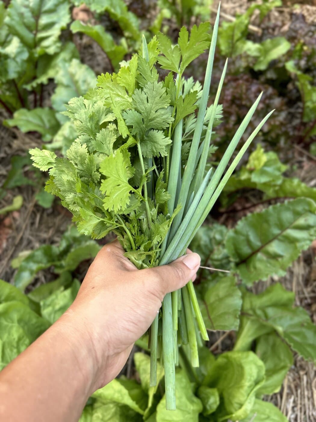 Maço de cheiro-verde colhido na hora